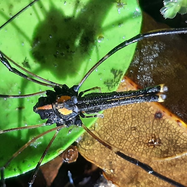 Forsteropsalis wattsi