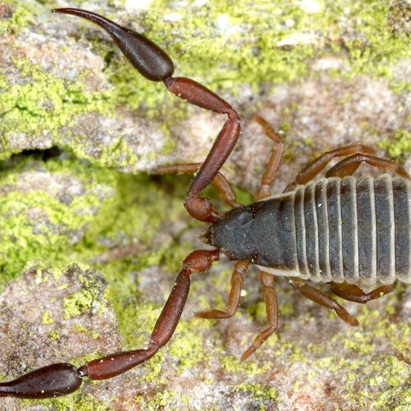 Mesochelifer