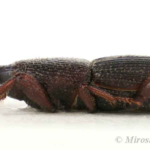 Sitophilus granarius