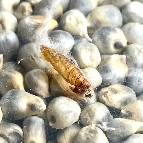 Sitotroga cerealella