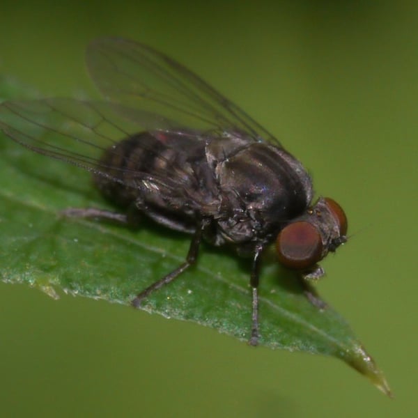 Lindneromyia dorsalis