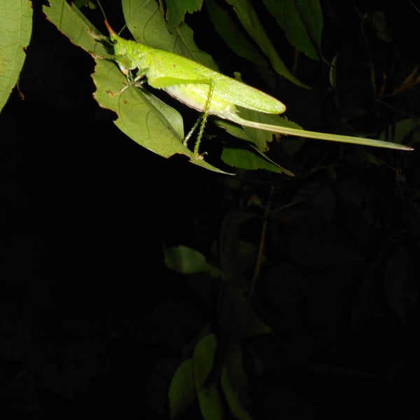 Copiphora longicauda