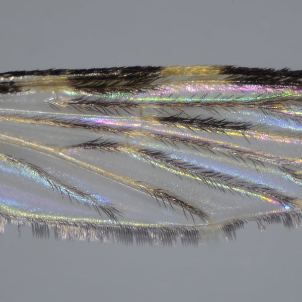 Anopheles franciscanus