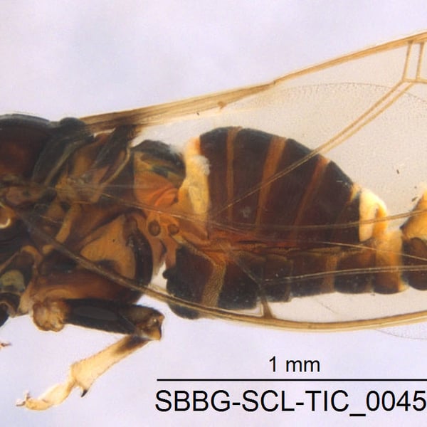 Bactericera dorsalis