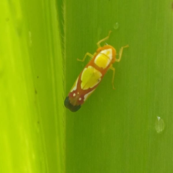 Erythrogonia vaccoma