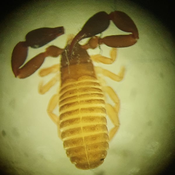 Dactylochelifer