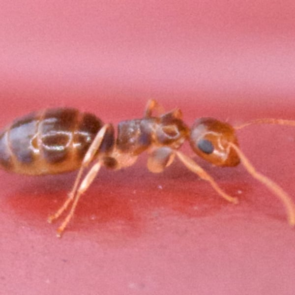 Colobopsis macrocephala