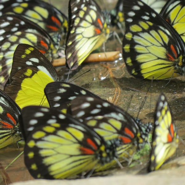 Prioneris autothisbe