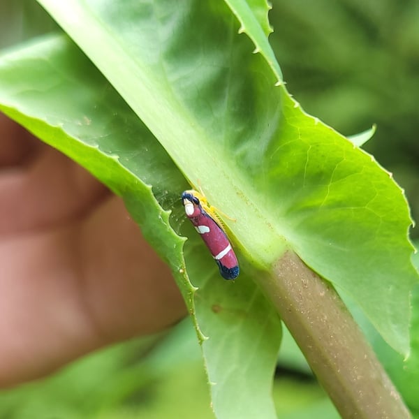Erythrogonia phoenicea