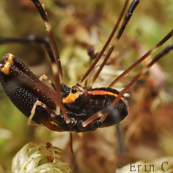Forsteropsalis pureora