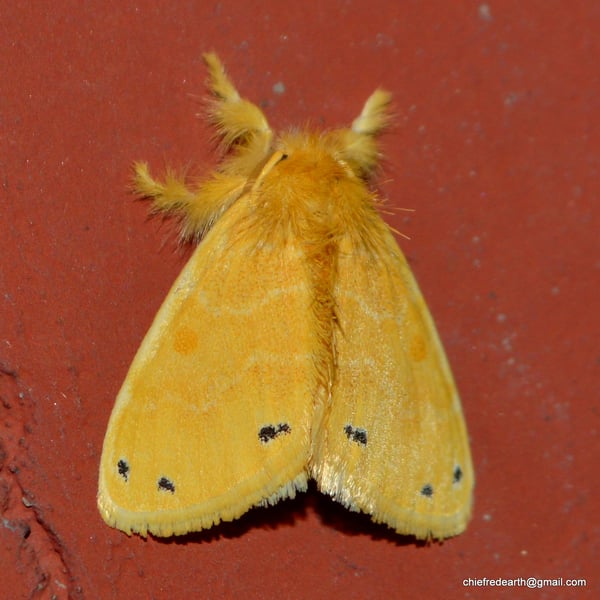 Artaxa guttata