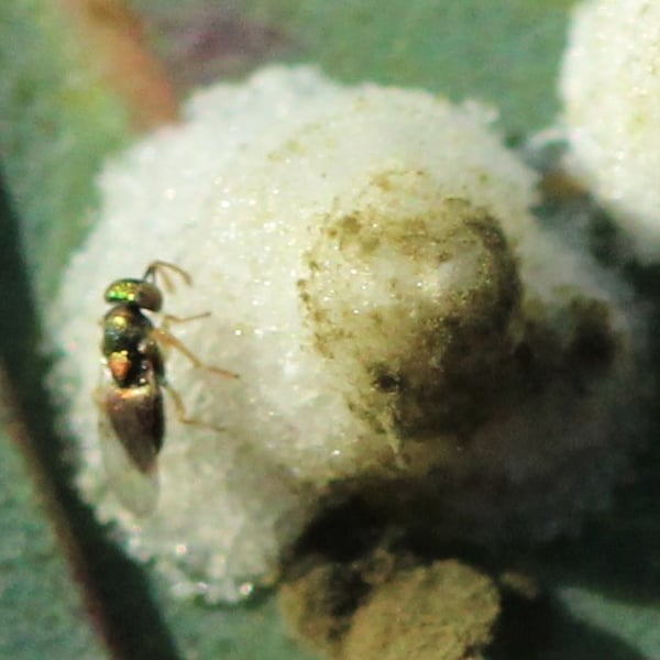 Psyllaephagus bliteus