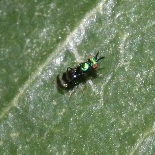 Closterocerus