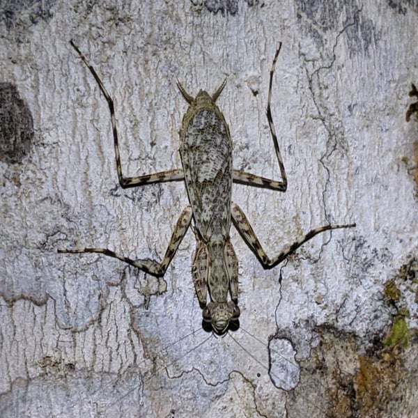 Liturgusidae