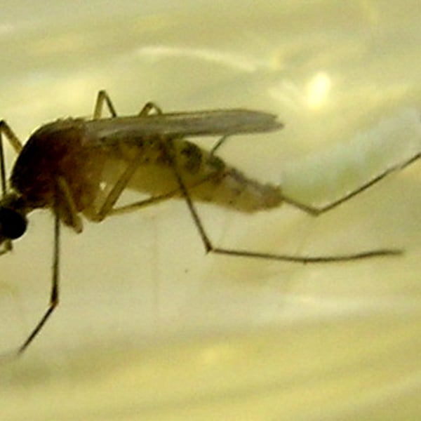 Culex quinquefasciatus