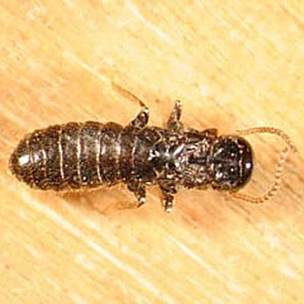 Reticulitermes flavipes