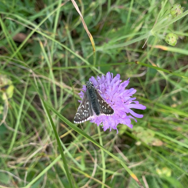 Pyrgus