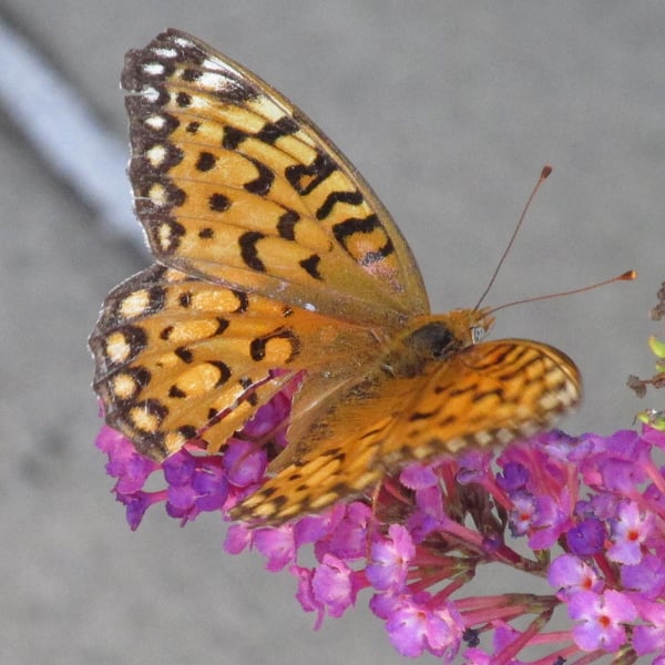 Argynnis