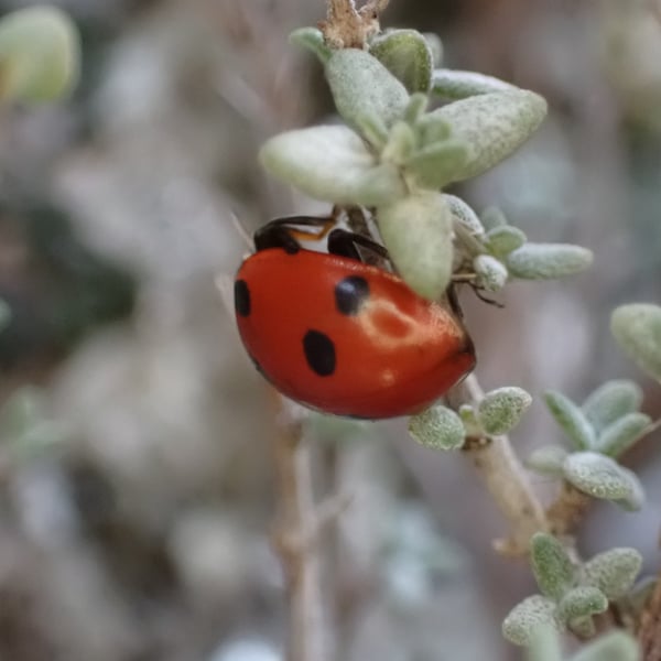 Ceratomegilla