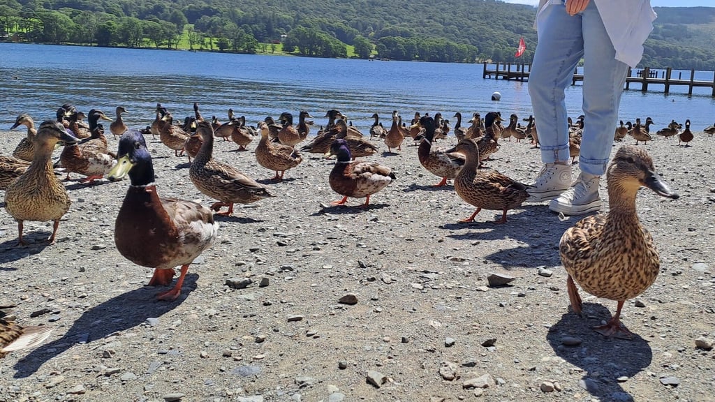 Ducks at Coniston Water