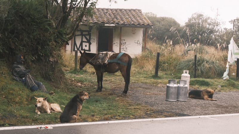 Un caballo ensillado, perros y cantinas de leche al borde de la vía