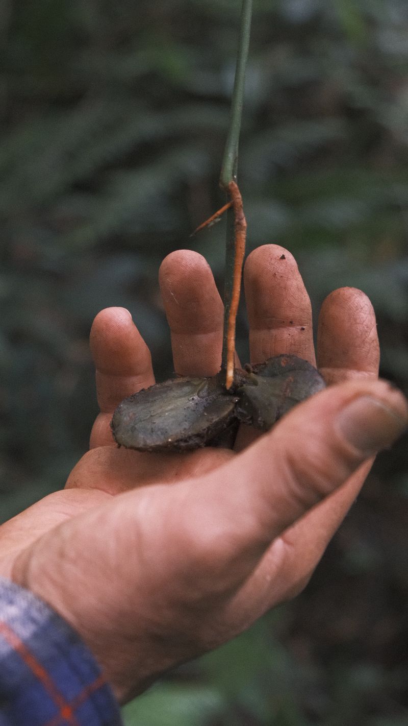 Una mano de campesino sostiene una semilla recién germinada
