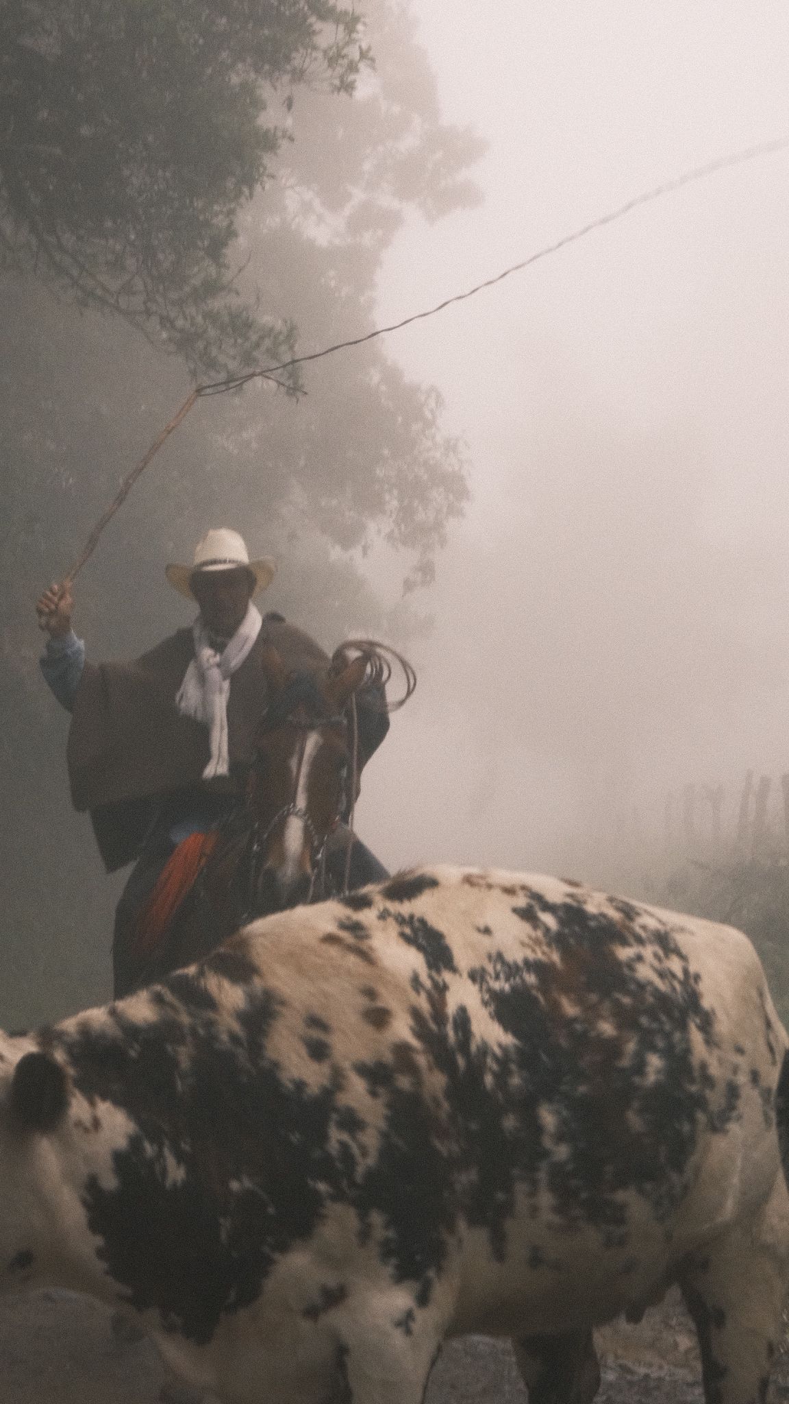 El arriero levanta el lazo junto a una vaca manchada