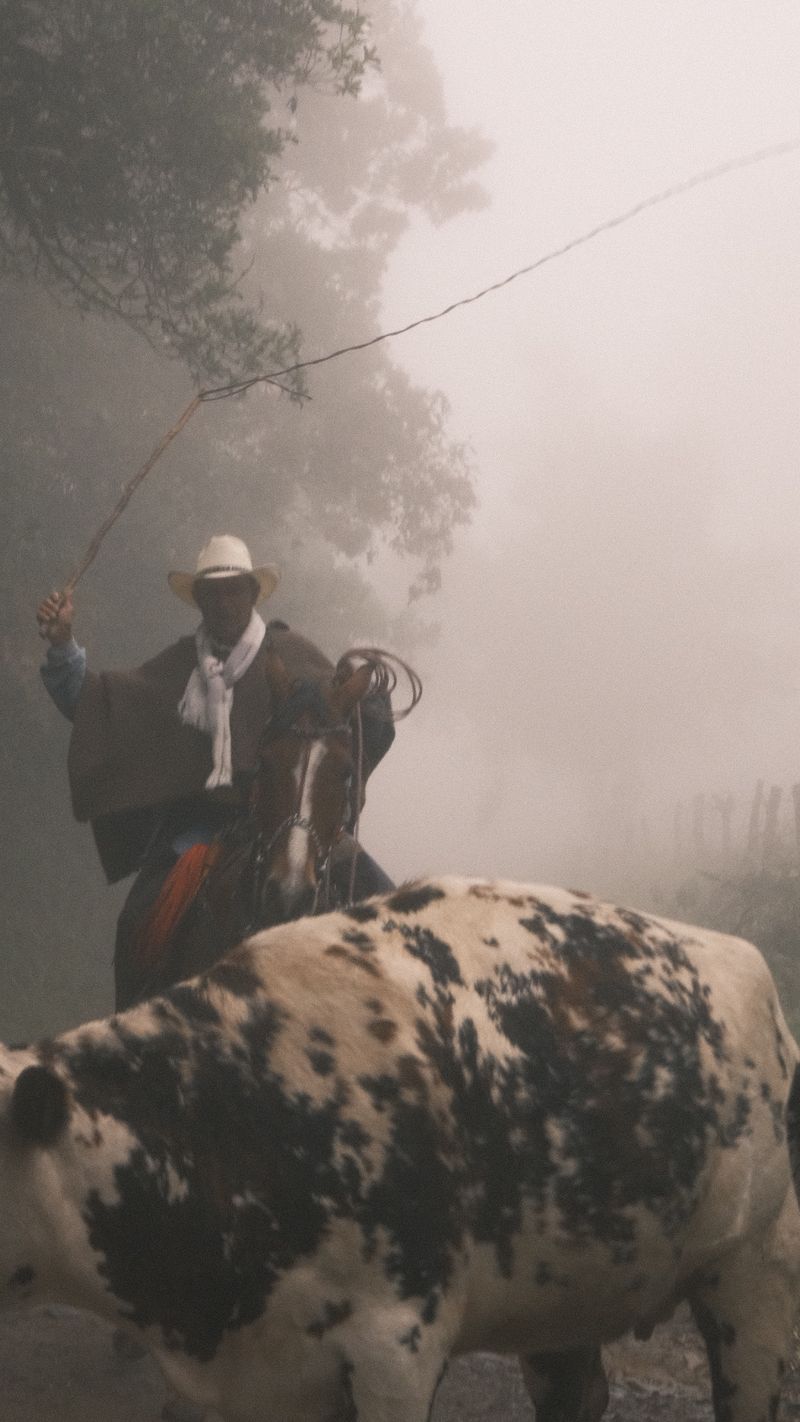 El arriero levanta el lazo junto a una vaca manchada