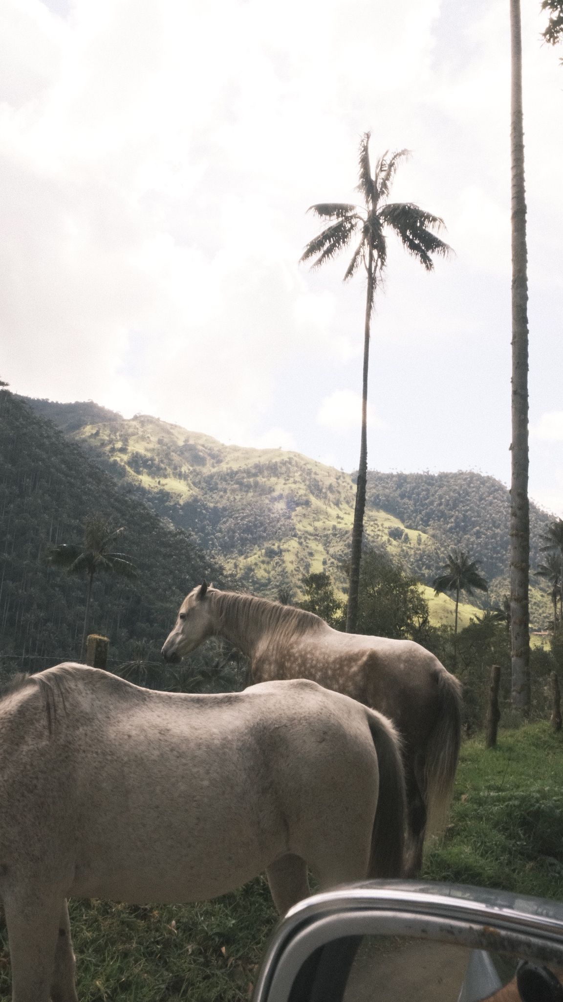 Caballos pastando bajo las palmas de cera