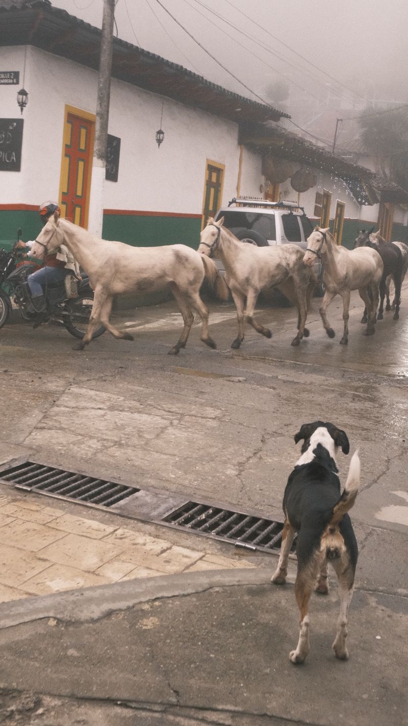 Caballos sueltos bajan por una calle mojada; un perro los mira pasar