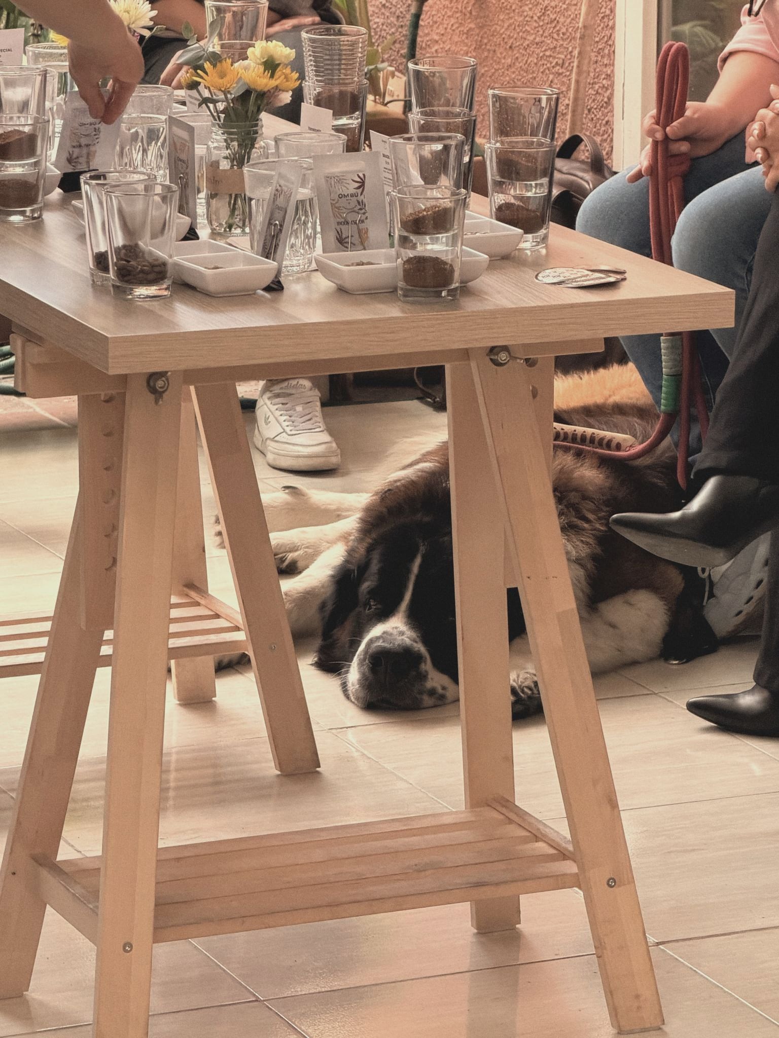 Vasos de cata y café molido sobre una mesa de madera, con un perro dormido debajo