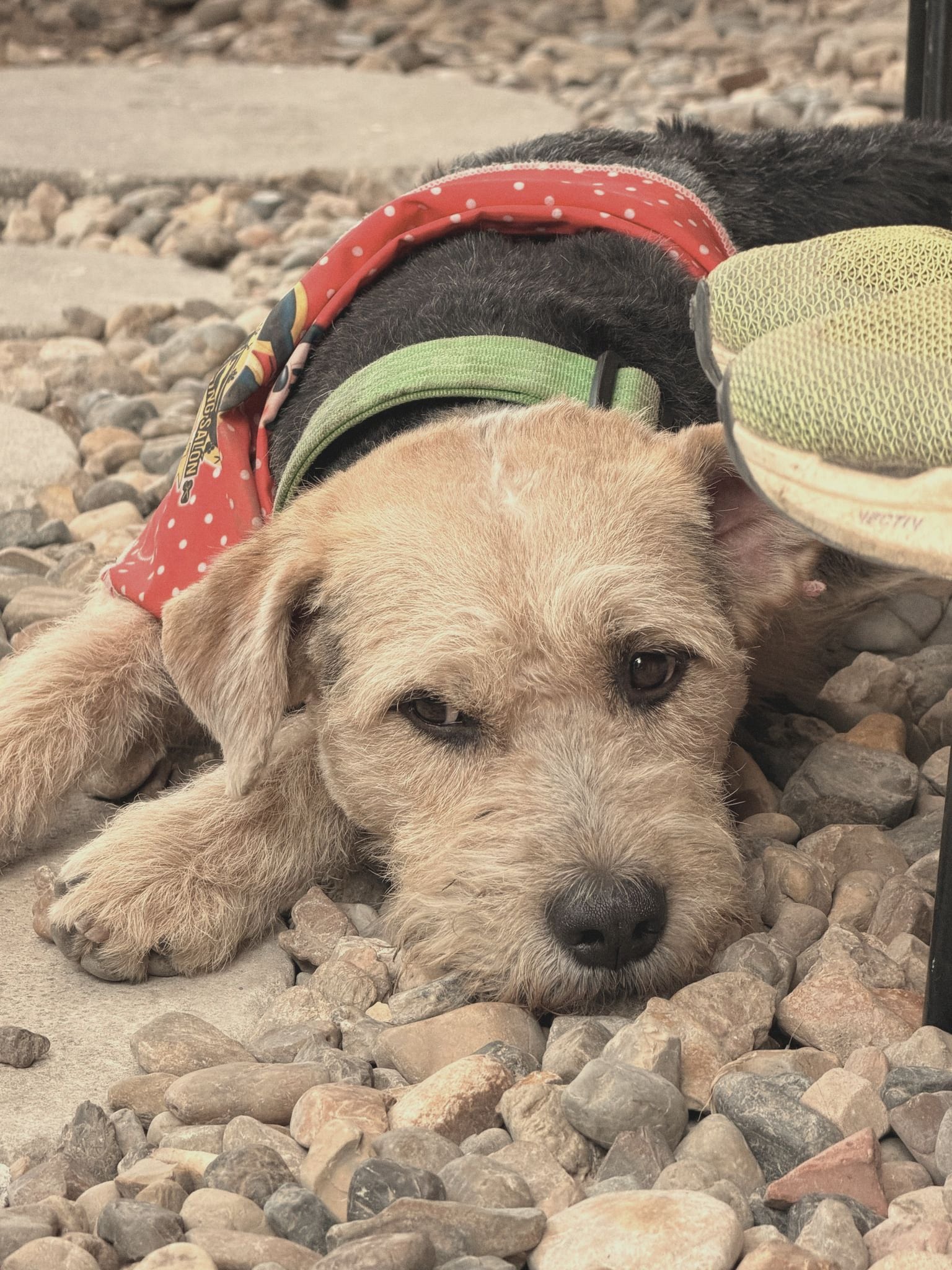 Un perro de pelo áspero con chaleco rojo descansa entre las piedras