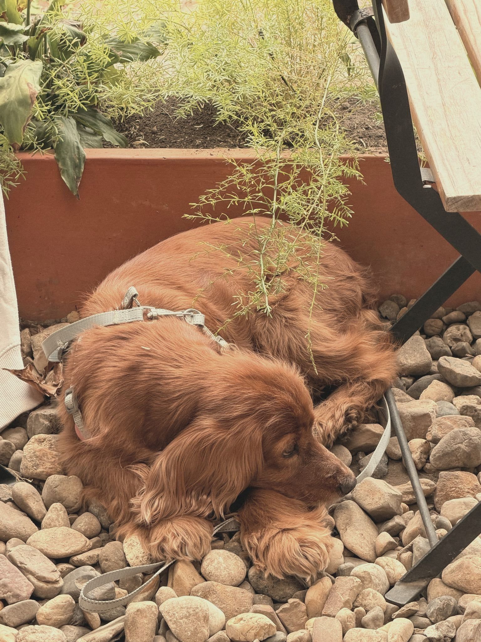 Un cocker de pelo rojizo echado sobre las piedras, junto a una matera