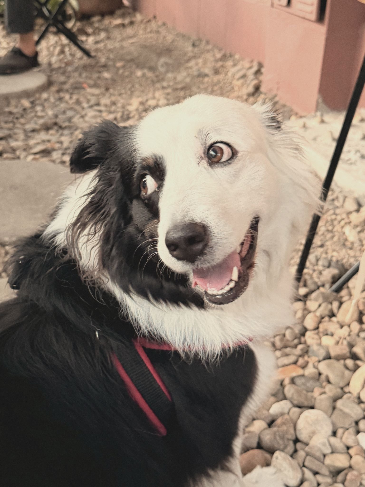 Un border collie blanco y negro mira a la cámara con la boca abierta, sobre las piedras del jardín