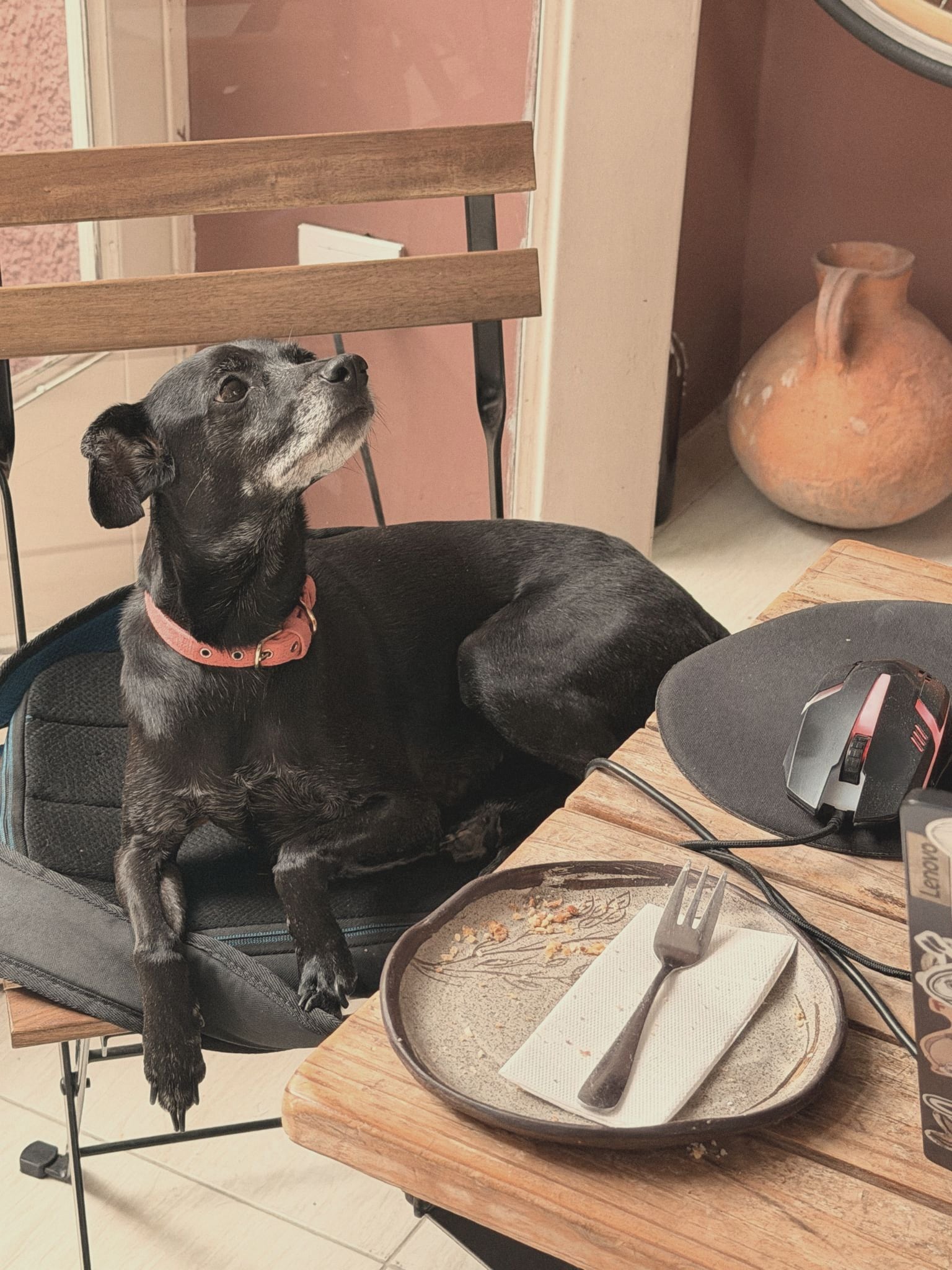 Un perro negro sentado en una silla junto a la mesa, al lado de un plato vacío