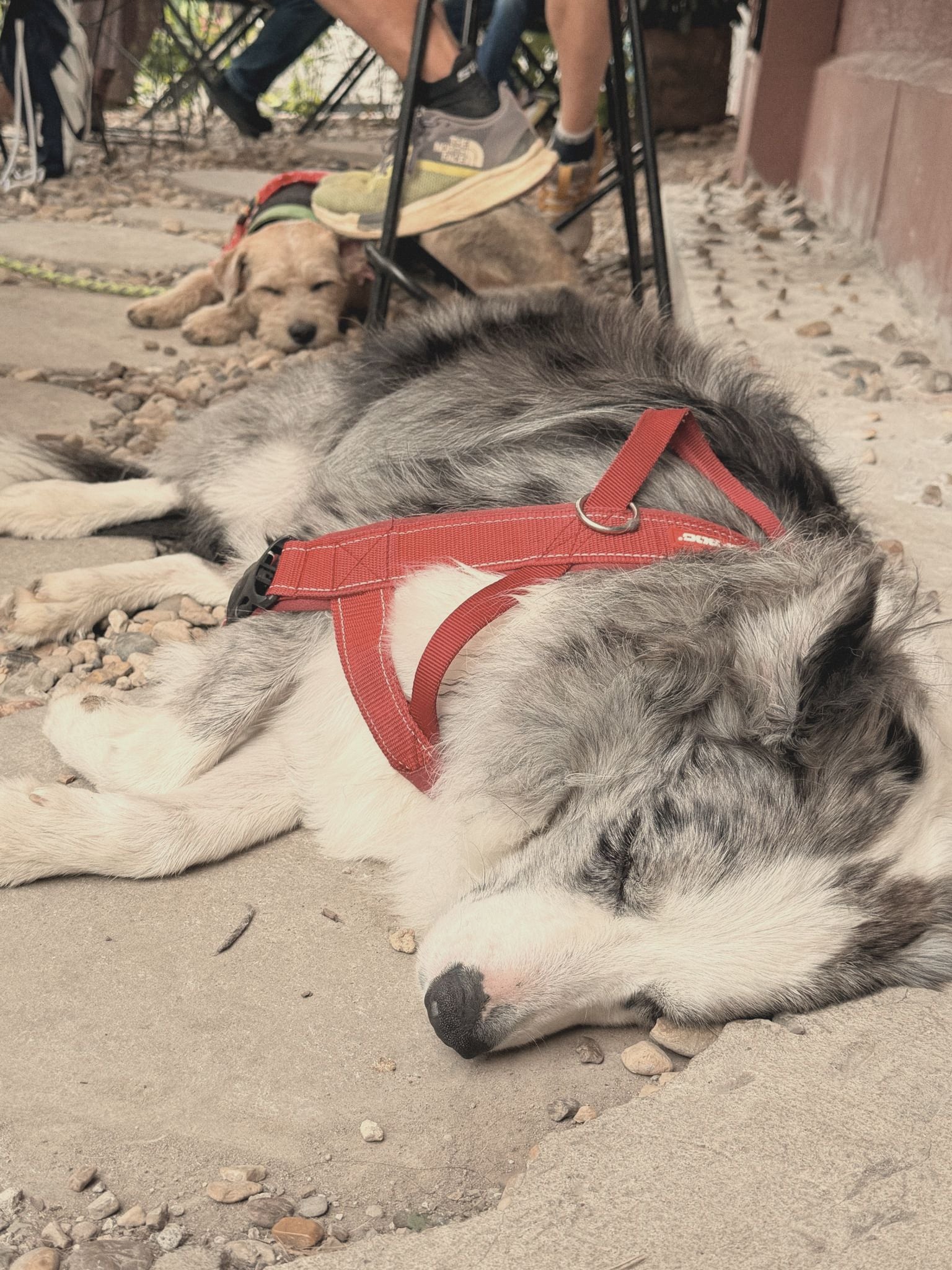 Un perro gris y blanco con arnés rojo duerme en el piso del jardín