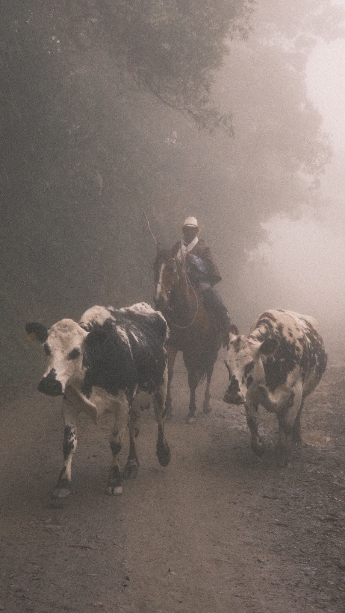 Un arriero a caballo arrea dos vacas por un camino de niebla