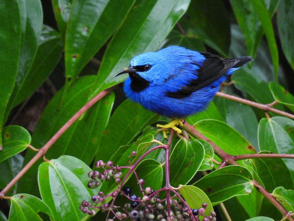Birding at Maccabite (Children 12 and Under) for One