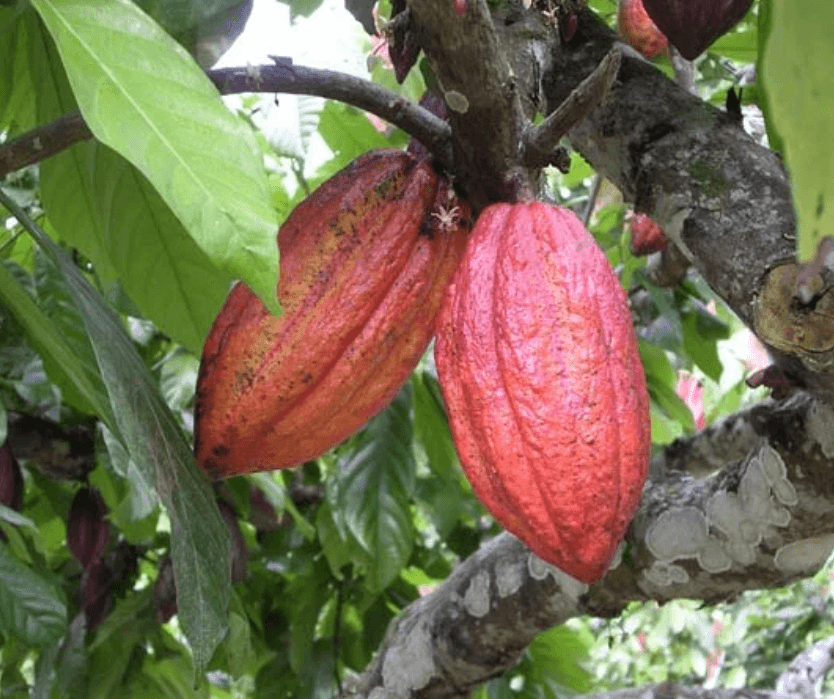 Botanical Chocolate Farm Tour (Children 12 and Under) for One
