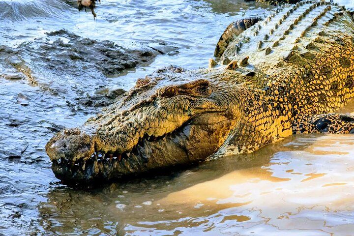 Crocodile Tour