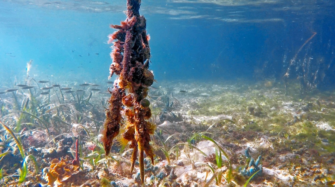 Mangrove Snorkeling (Adult) for One
