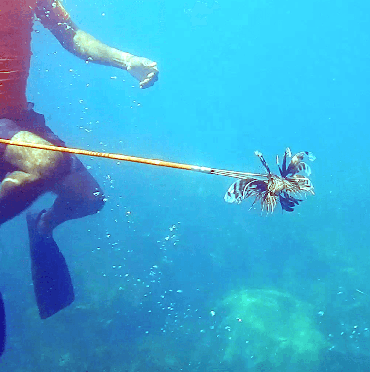 Lionfish Spearing Excursion (Adult) for One