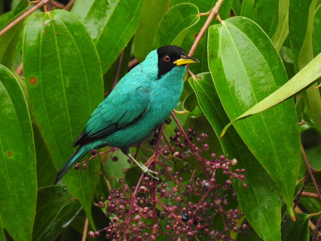 Birding at Maccabite (Adult) for One