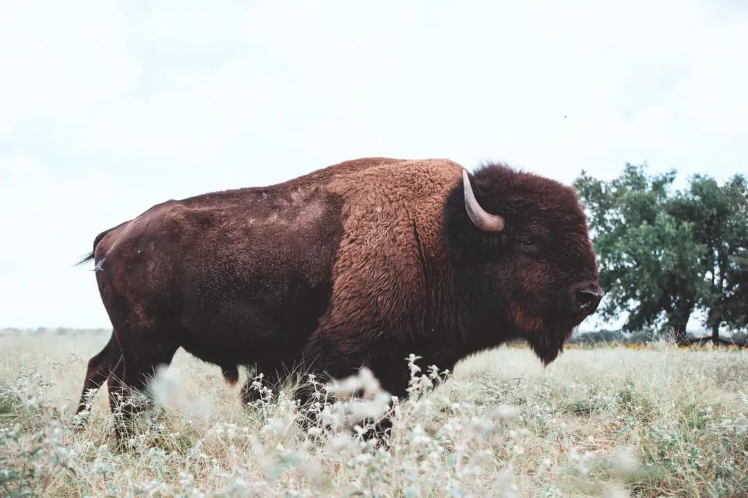 Roam Ranch Bison Tour