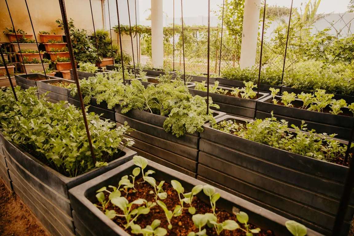 Planting Session (For One)