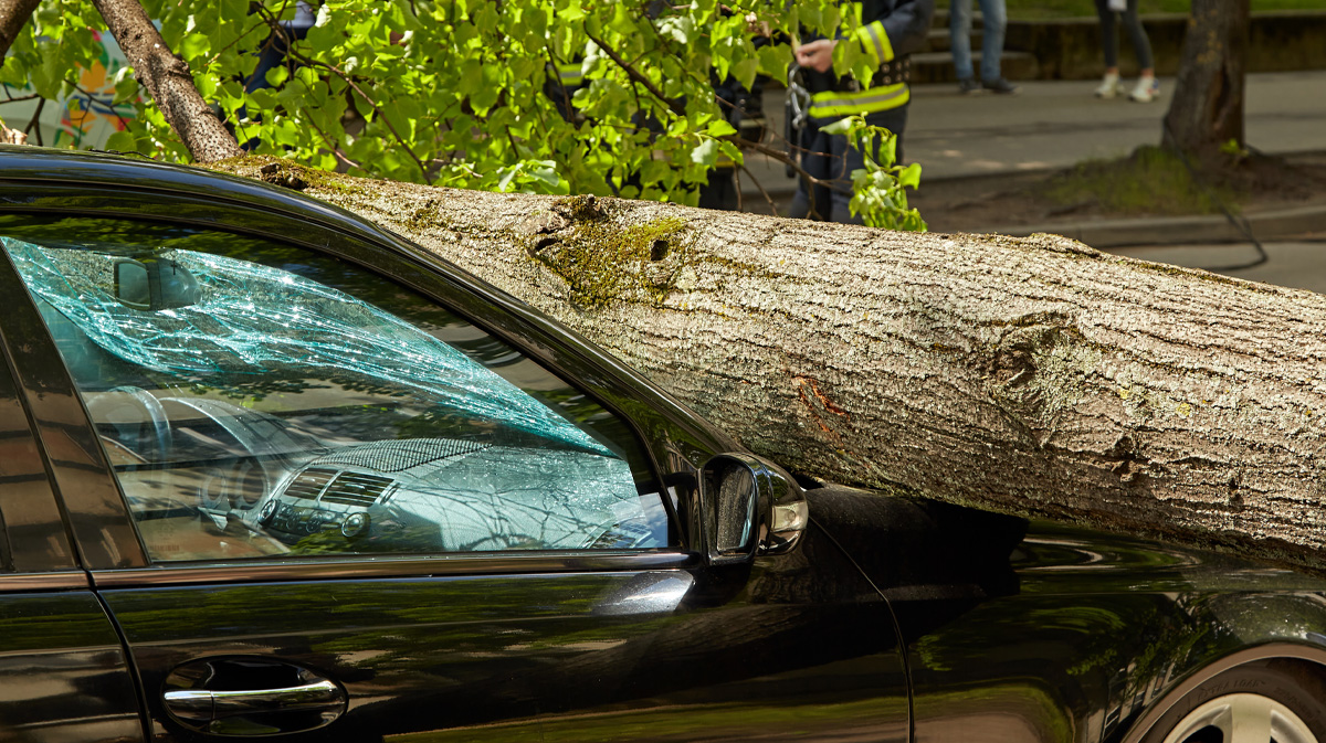 a tree on the back of a car
