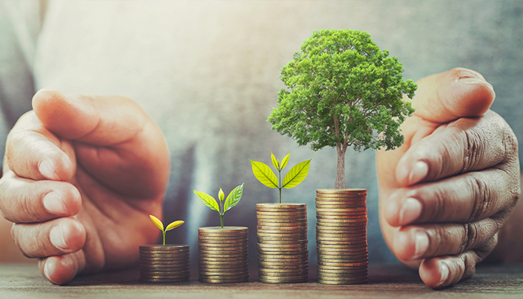 a hands protecting a tree growing on coins