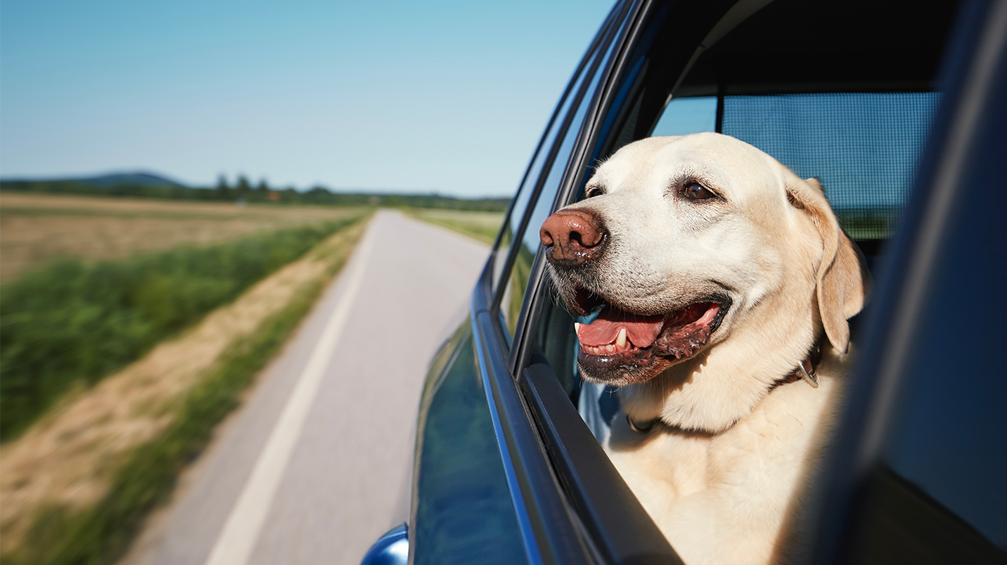 Yellow Labrador Retriever sitting passenger side in a car looking out an open window.