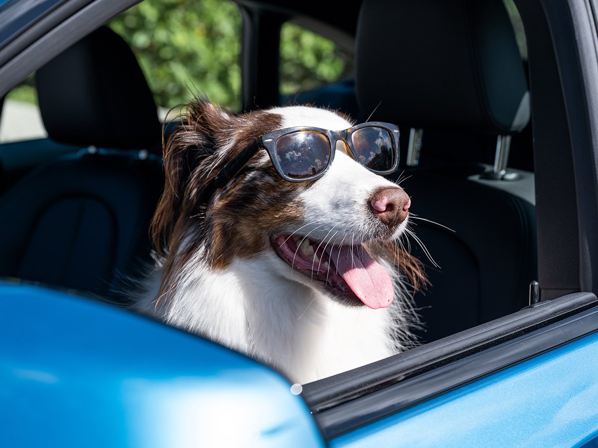 a dog wearing sunglasses in a car