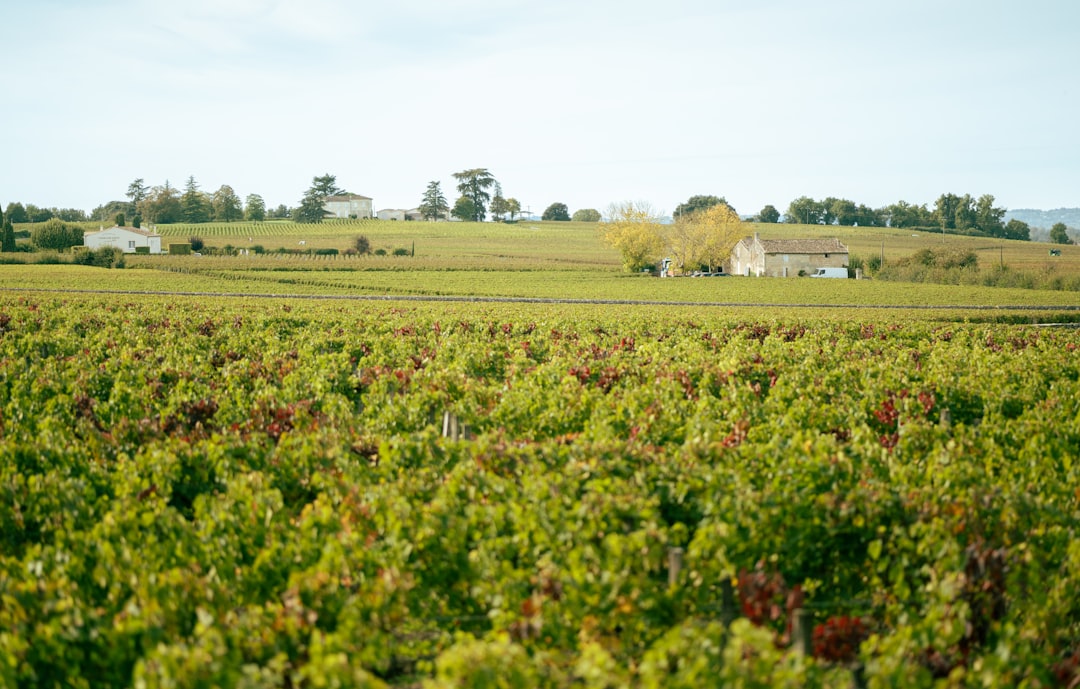 Bordeaux jenseits des Weins: Ein Frühlingsführer zum kulinarischen und kulturellen Herzen Frankreichs